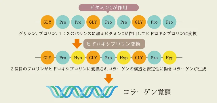 コラーゲン体内生成