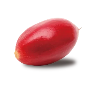 ミラクルフルーツ