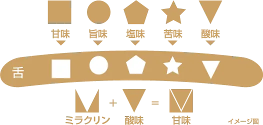 味覚の仕組みイメージ図